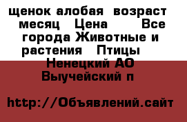 щенок алобая .возраст 1 месяц › Цена ­ 7 - Все города Животные и растения » Птицы   . Ненецкий АО,Выучейский п.